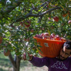 Kashmir_Apple-Season_brown_chinar_kashmir