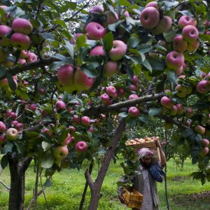 TRAL, KASHMIR, INDIA - SEPTEMBER 26: A Kashmiri labourer picks apples from trees in an orchard  on September 26, 2011 in Tral 40 Km (24 miles) south of Srinagar, the summer capital of Indian administered Kashmir, India. Kashmir's orchards produce 1.2 million tons of apples annually, the second largest in India. 800,000 tons of the produce is exported to other parts of India and the rest consumed locally. Experts report that apple production in Kashmir despite the low turnout demand is expected to be in higher from Asian markets due to recent weather issues have had poor apple crops.  (Photo by Yawar Nazir/Getty Images)