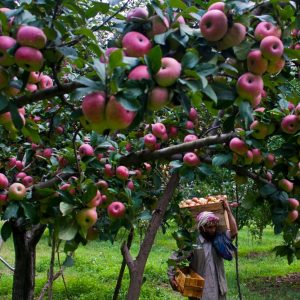 Kashmir Apple Season brown chinar kashmir 1