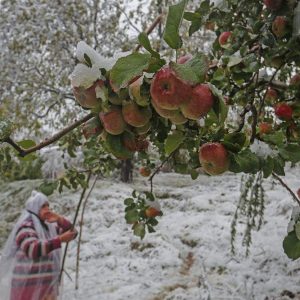 Kashmir_Apple_Season_brown_chinar_kashmir