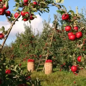 Kashmir_Apple_Season_brown_chinar_kashmir