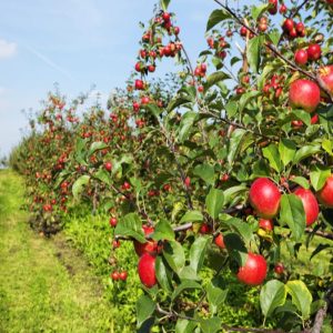Kashmir Apple Season brown chinar kashmir