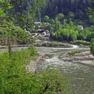 Keran Valley brown chinar kashmir 1