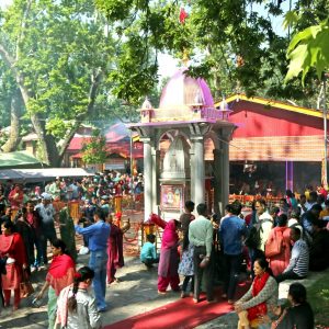 Kheer Bhawani Mela in Kashmir brown chinar kashmir