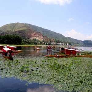 Manasbal_Lake_brown_chinar_kashmir