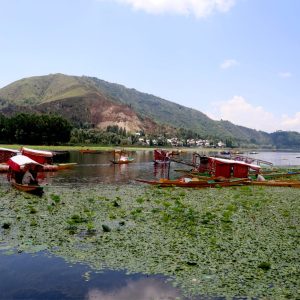 Manasbal Lake brown chinar kashmir