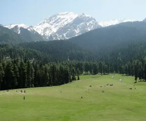 Mini Switzerland Kashmir brown chinar kashmir