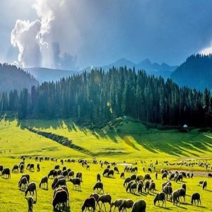 Offbeat_Places-in-Kashmir_brown_chinar_kashmir