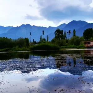 Summer_in_Kashmir_brown_chinar_kashmir