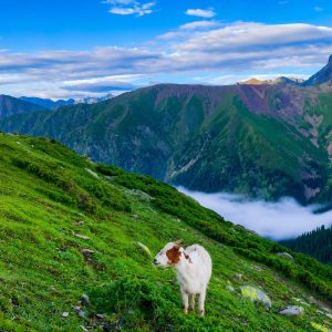 Kashmir Summer Tour Package Cost
