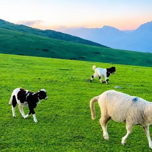 Kashmir Summer Tour Package Cost