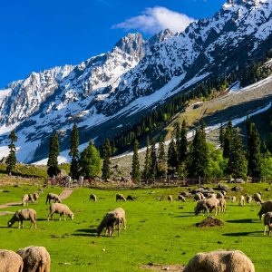 Kashmir Summer Tour Package Cost