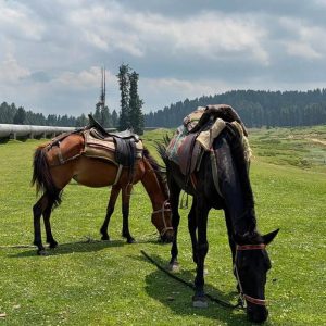 Affordable Kashmir Summer Tour Packages