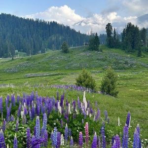 Affordable Kashmir Summer Tour Packages