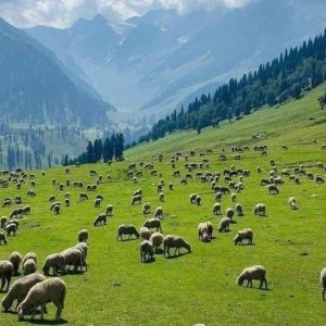 Offbeat Places to Visit in Kashmir