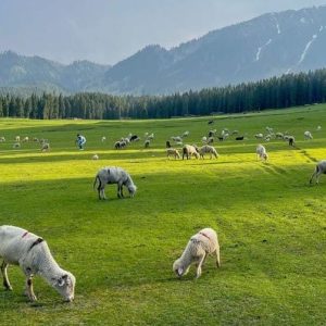 How to Reach Offbeat Kashmir from Mumbai