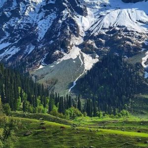 Local Travel Agency in Kashmir