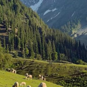 Local Travel Agency in Kashmir