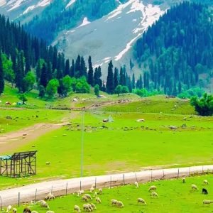 Tour Operator in Kashmir Services