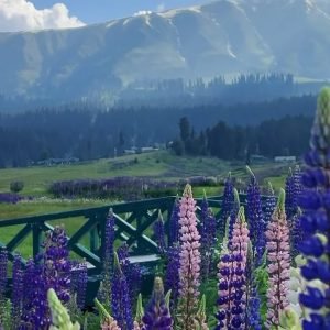 Tour Operator in Kashmir Services