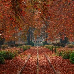 Tour Operator in Kashmir Services