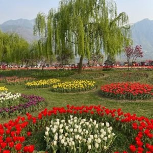 Tour Operator in Kashmir Services