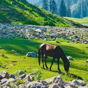 Kashmir Tour Package Cost