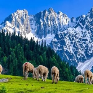Travel Agency vs Online Booking Kashmir