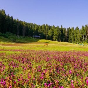 Travel Agency vs Online Booking Kashmir