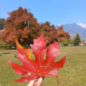 Autumn in Kashmir