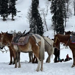 winter Kashmir trip cost