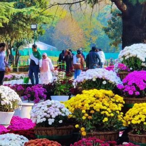Bagh-e-Gul-e-Dawood Srinagar
