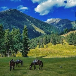 Bagh-e-Gul-e-Dawood Srinagar