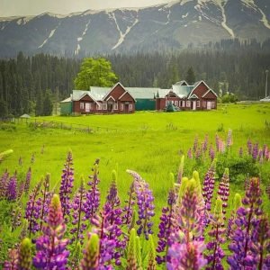 Kashmir vs Himachal for family vacation