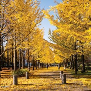 autumn_in_kashmir_brown_chinar_kashmir