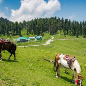 best_time_to_visit-gulmarg_brown_chinar_kashmir