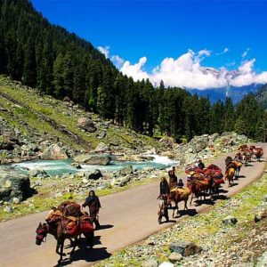 chandanwari-pahalgam_brown_chinar_kashmir