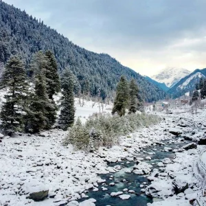 chandanwari_pahalgam_brown_chinar_kashmir