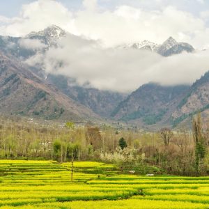 dachigam-national_park_brown_chinar_kashmir