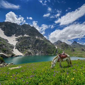 gadsar-kashmir_brown_chinar_kashmir