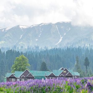 gulmar-kashmir_brown_chinar_kashmir