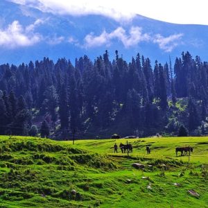 gulmarg-pic_brown_chinar_kashmir