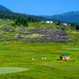 gulmarg_brown_chinar_kashmir