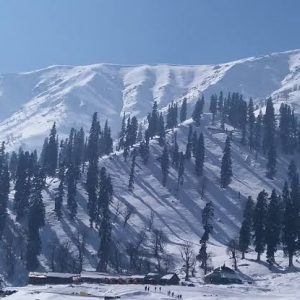 khilanmarg-gulmarg_brown_chinar_kashmir