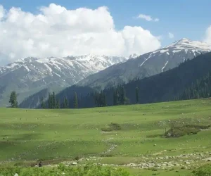 khilanmarg-gulmarg_brown_chinar_kashmir