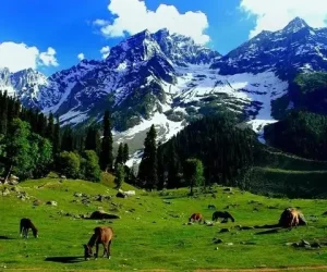 khilanmarg_brown_chinar_kashmir