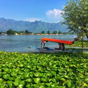 nigeen lake in kashmir brown chinar kashmir scaled