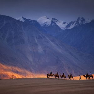 nubra_valley_brown_chinar_kashmir