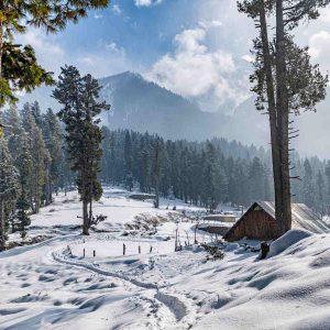 pahalgam_kashmir_brown_chinar_kashmir