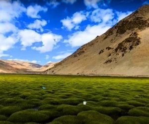 puga_valley-ladakh_brown_chinar_kashmir